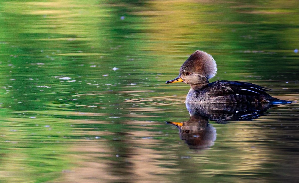Крех жовтоокий - ML649412076