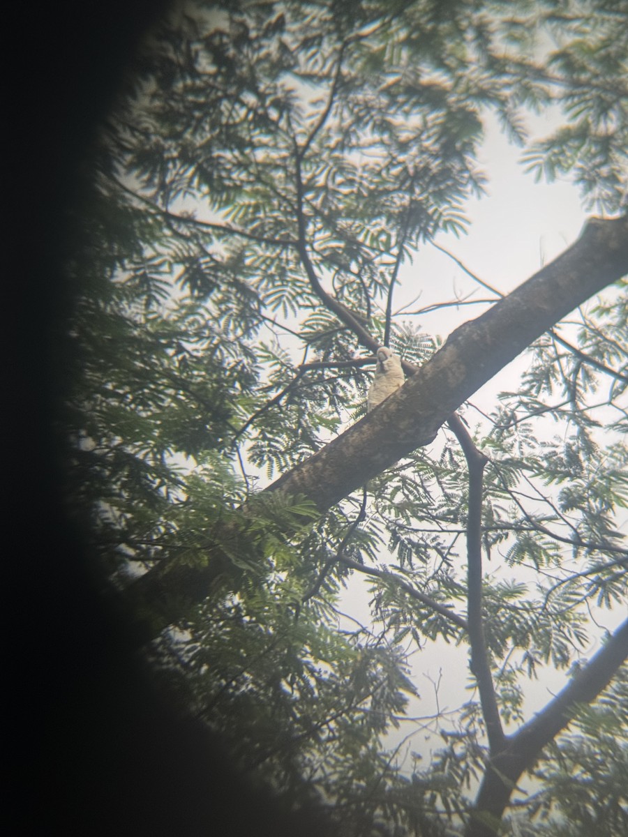 Cacatoès à huppe rouge - ML649412139