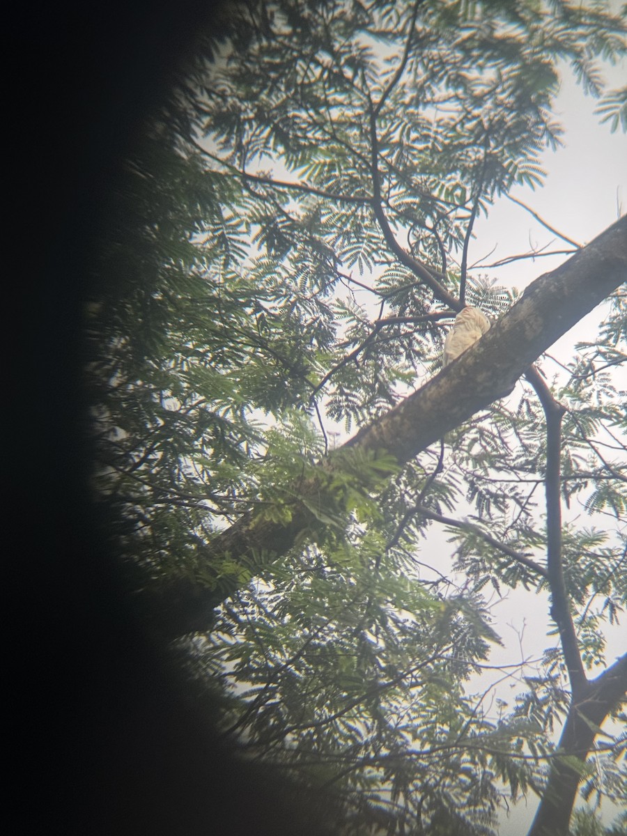 Cacatoès à huppe rouge - ML649412140