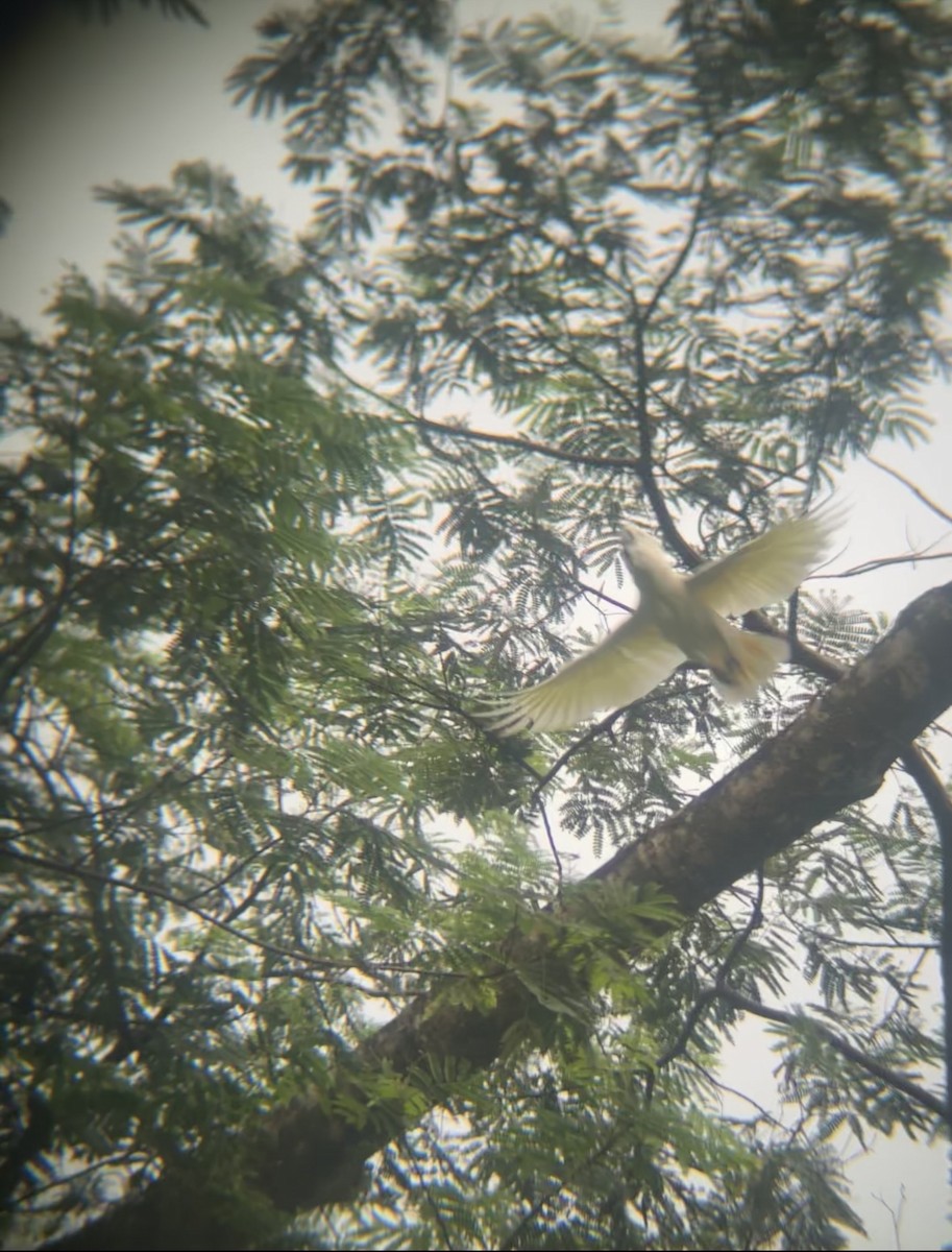 Cacatoès à huppe rouge - ML649412141