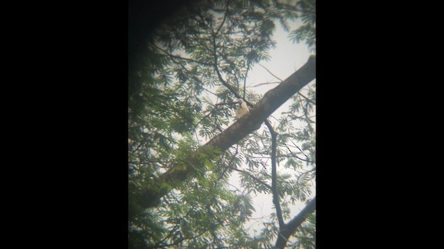 Cacatoès à huppe rouge - ML649412156