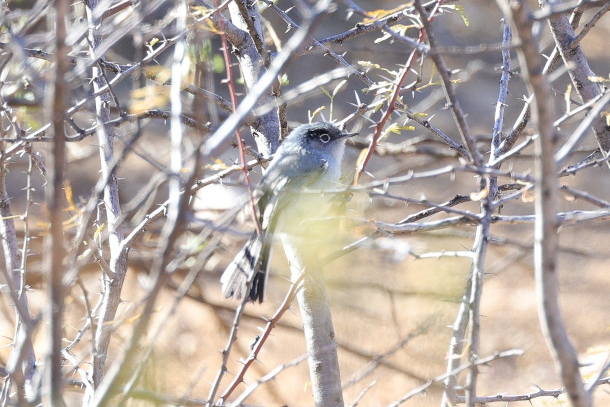 Schwarzschwanz-Mückenfänger - ML649412172