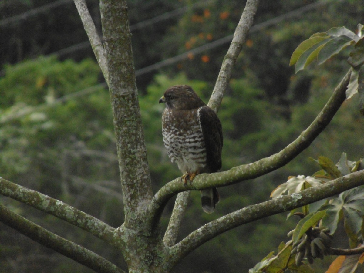 Broad-winged Hawk - Dayan Betancur Toro