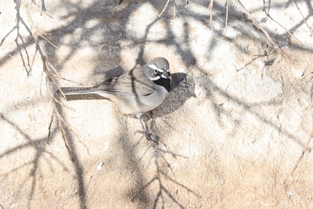 Schwarzkehlammer - ML649412207