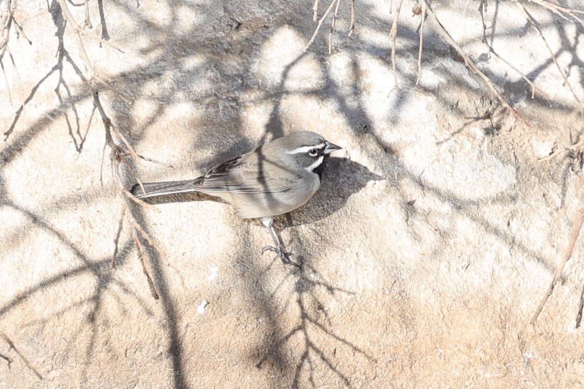 Schwarzkehlammer - ML649412208