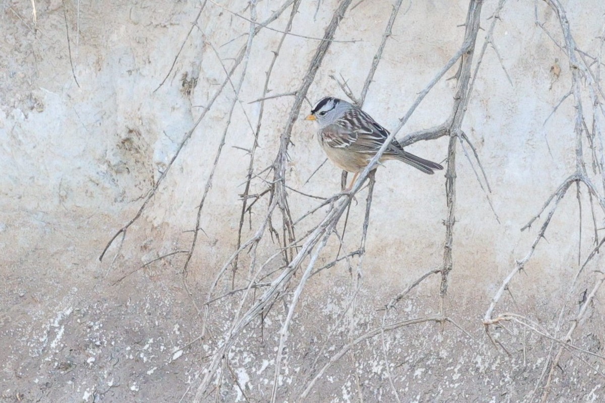 Dachsammer - ML649412252