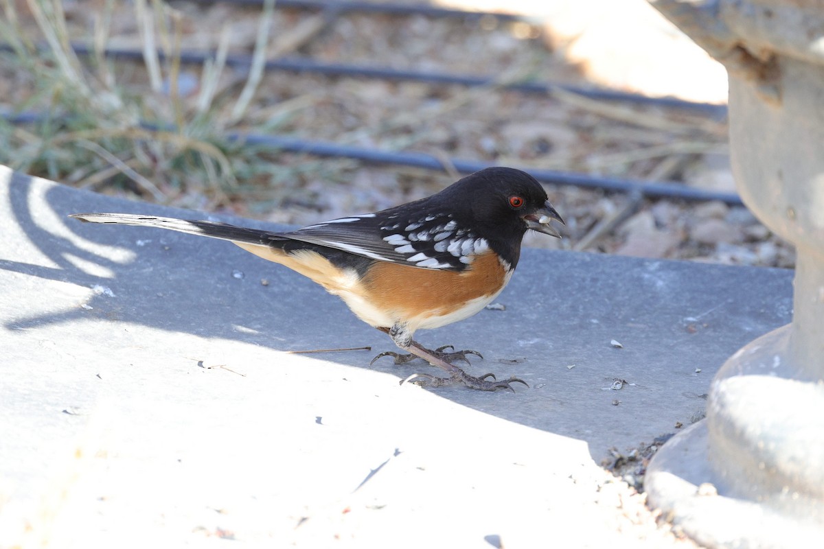 Fleckengrundammer - ML649412298