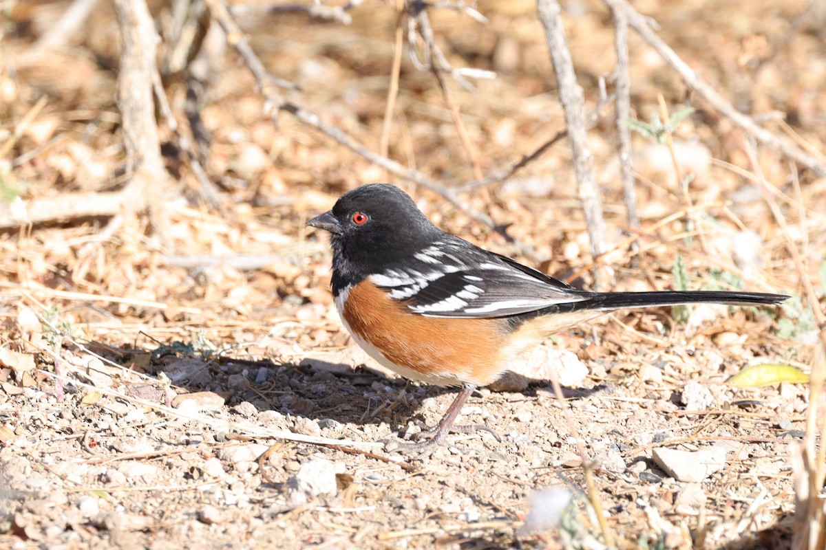 Fleckengrundammer - ML649412299