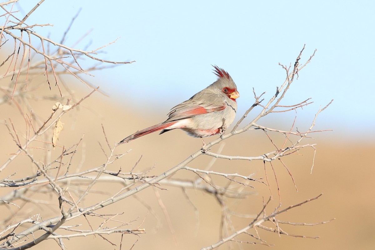 Schmalschnabelkardinal - ML649412334