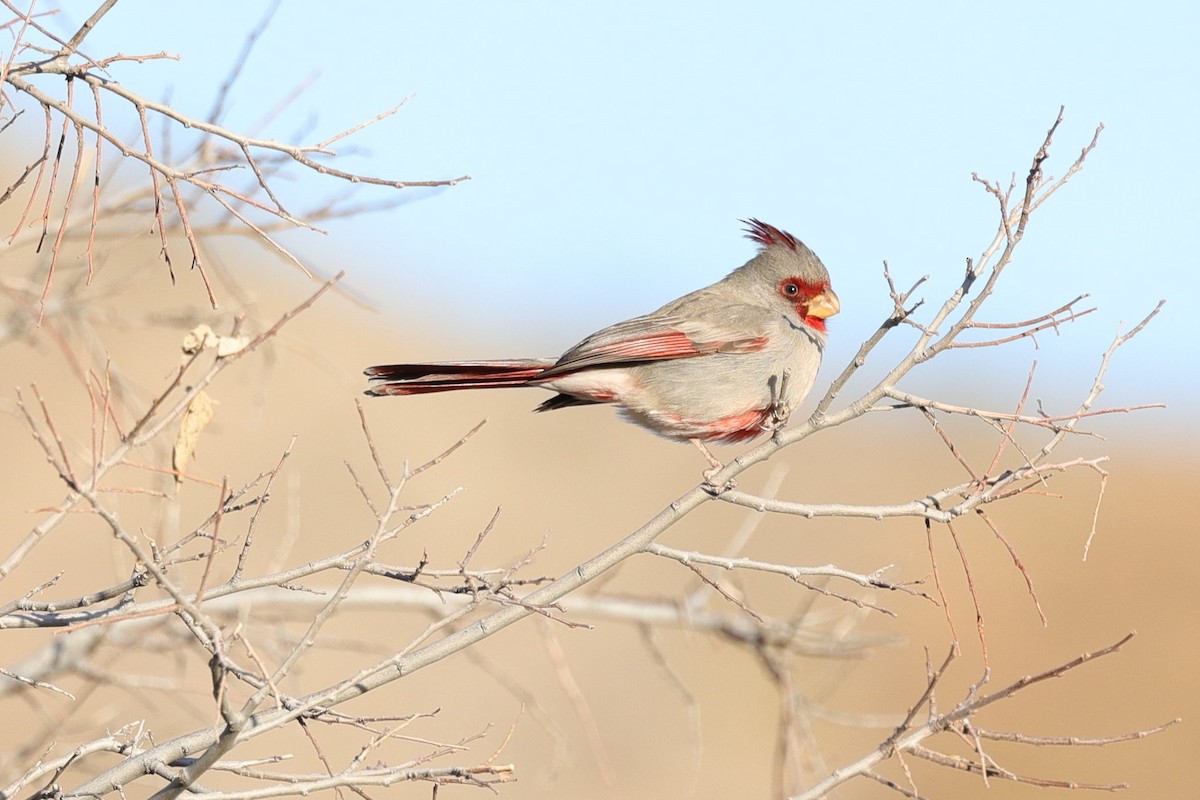 Schmalschnabelkardinal - ML649412335