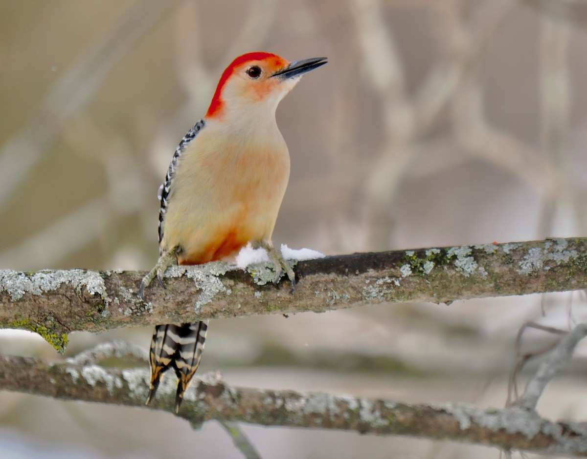 Гіла каролінська - ML649412488