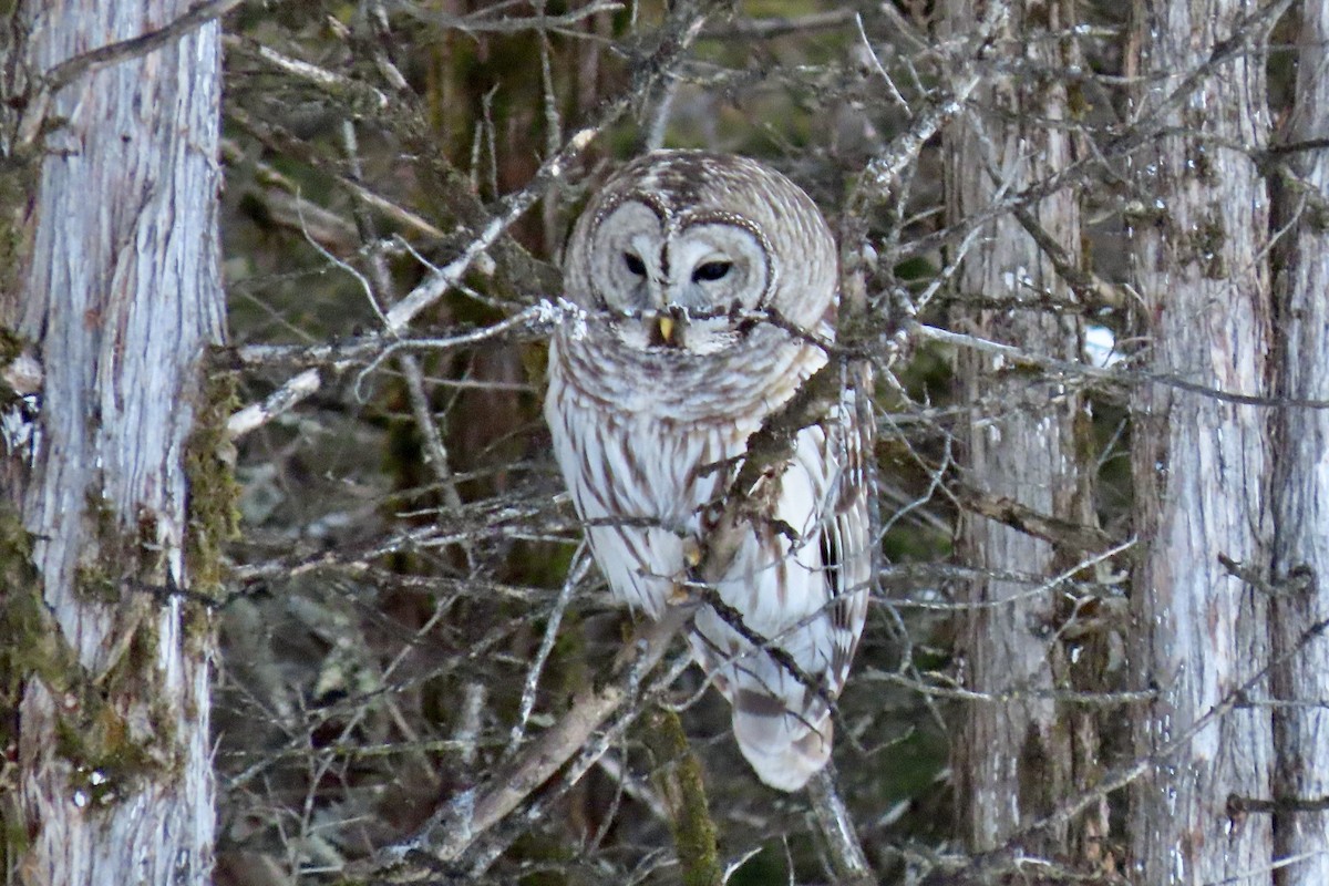 Barred Owl - ML649412542
