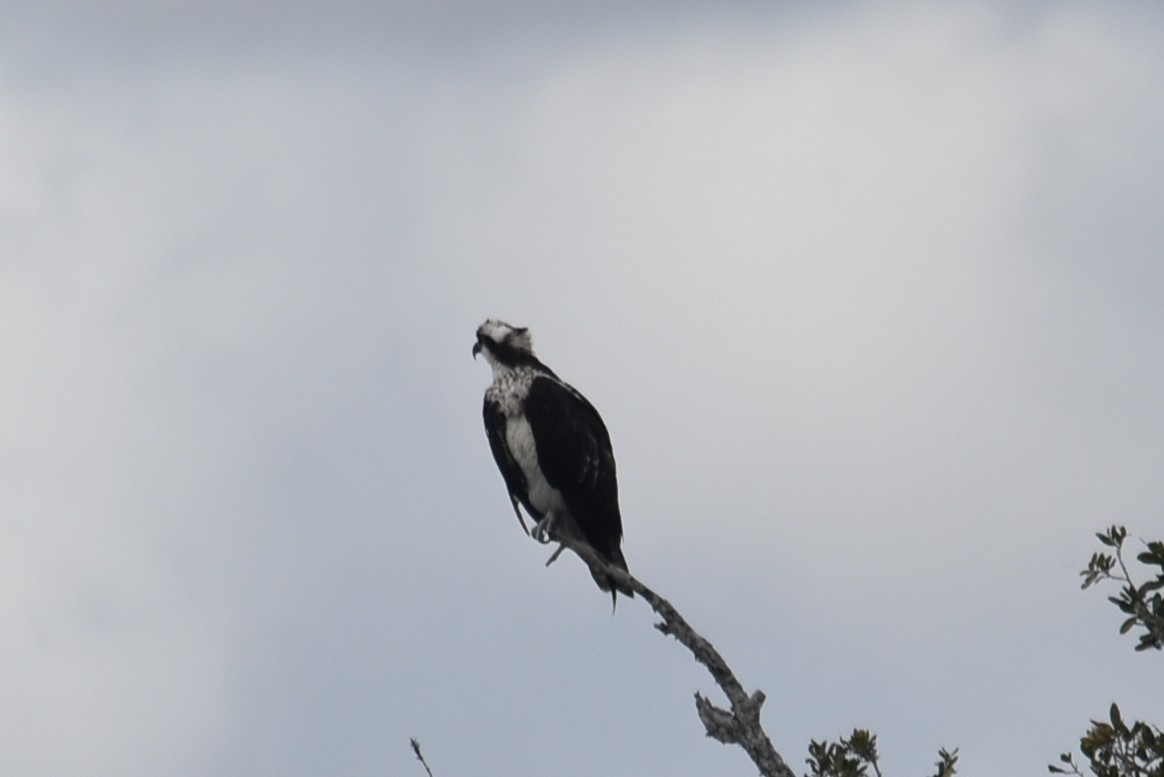 Arrano arrantzalea - ML649412574