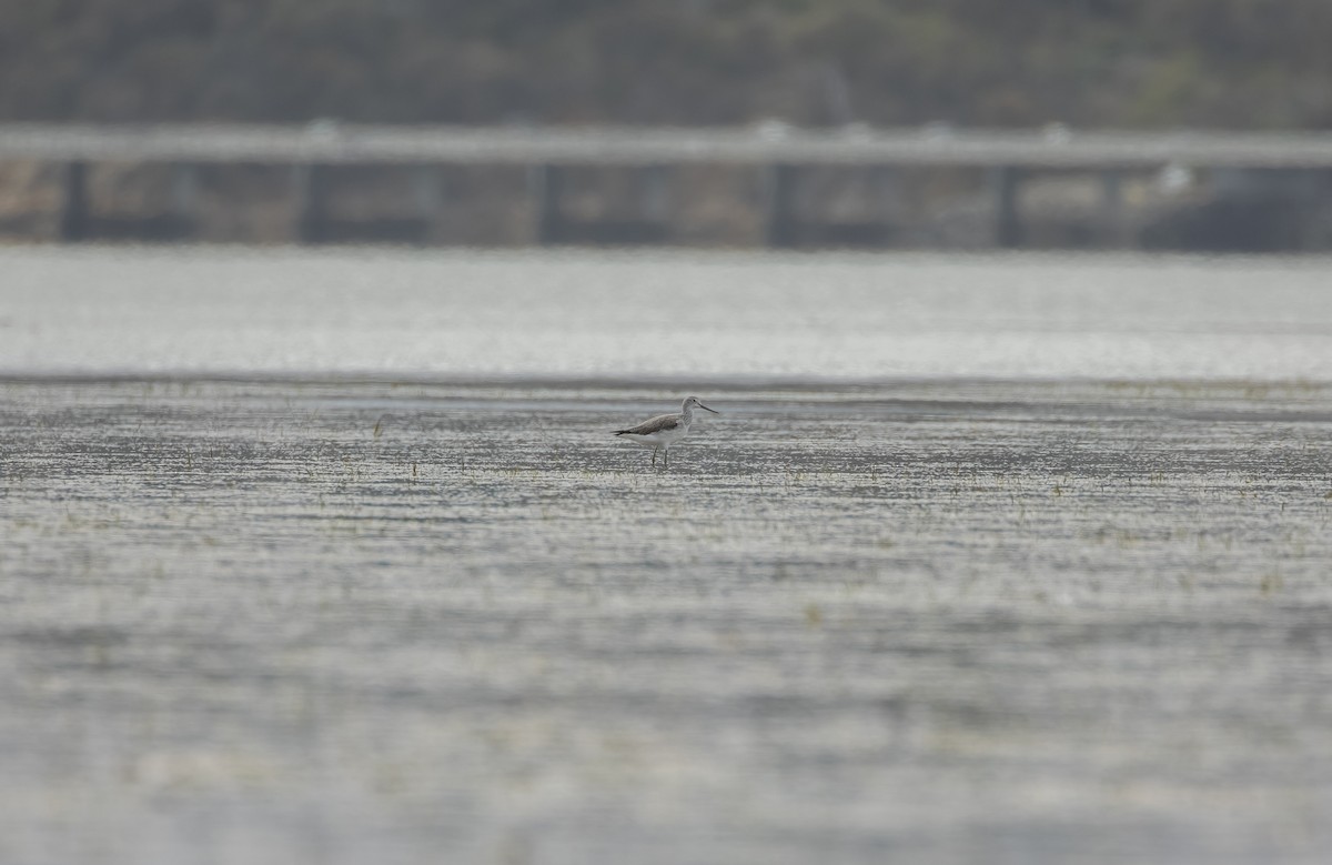 Kuliska zuria - ML649412575