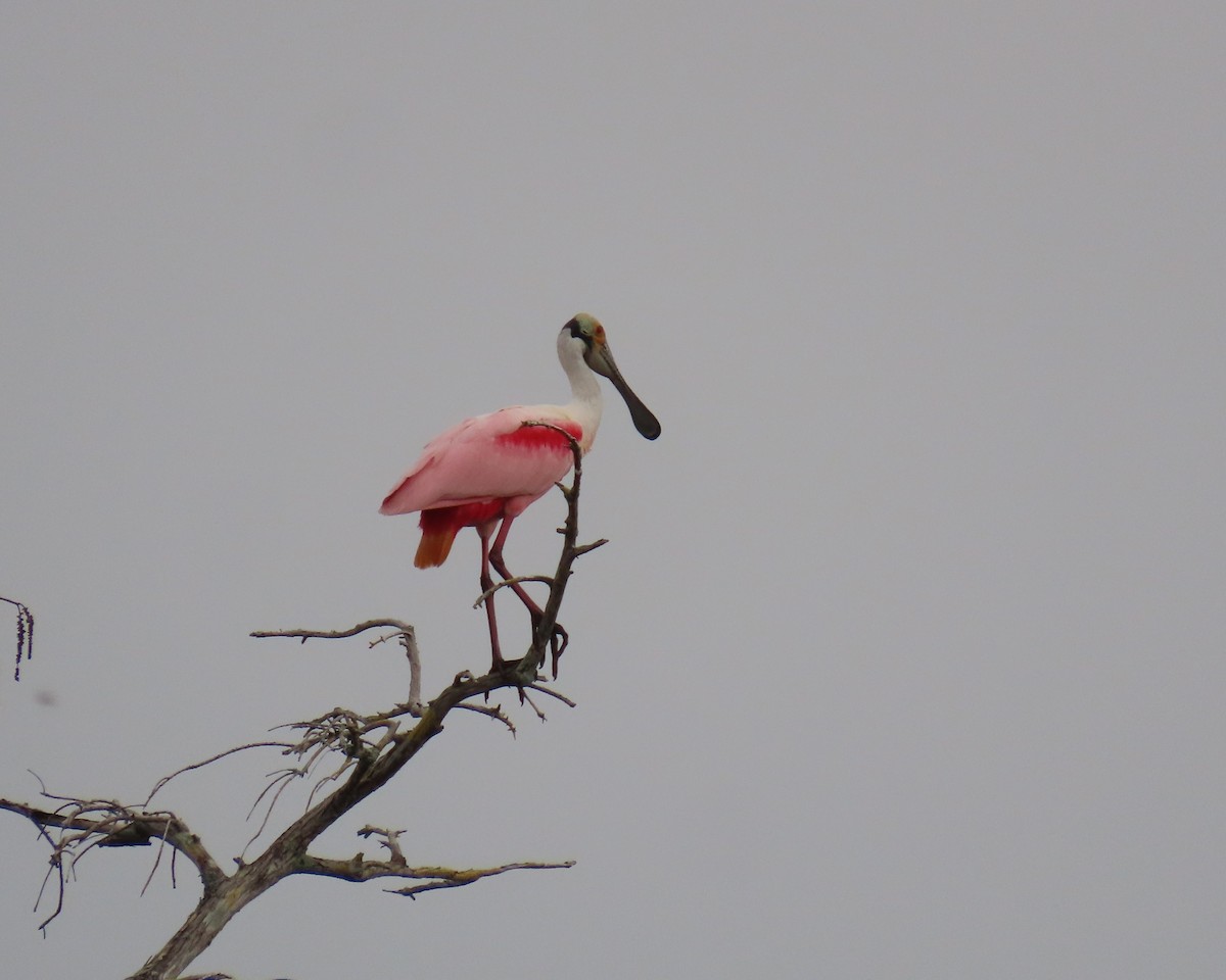 Mokozabal arrosa - ML649412576