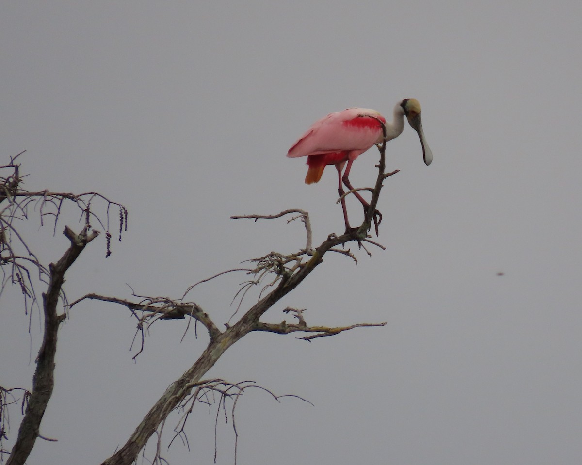 Mokozabal arrosa - ML649412577