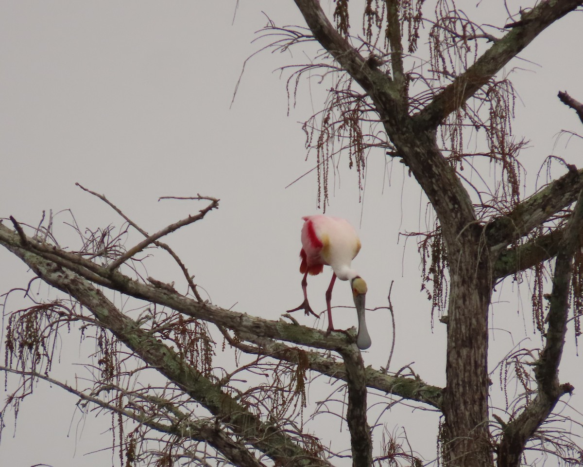 Mokozabal arrosa - ML649412578