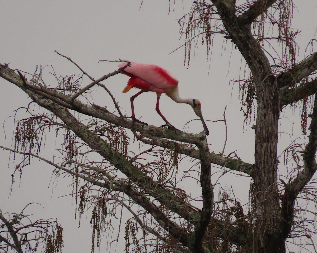 Mokozabal arrosa - ML649412579