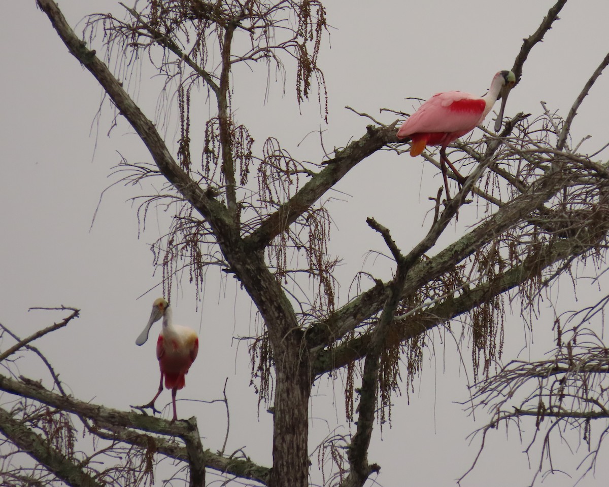 Mokozabal arrosa - ML649412580