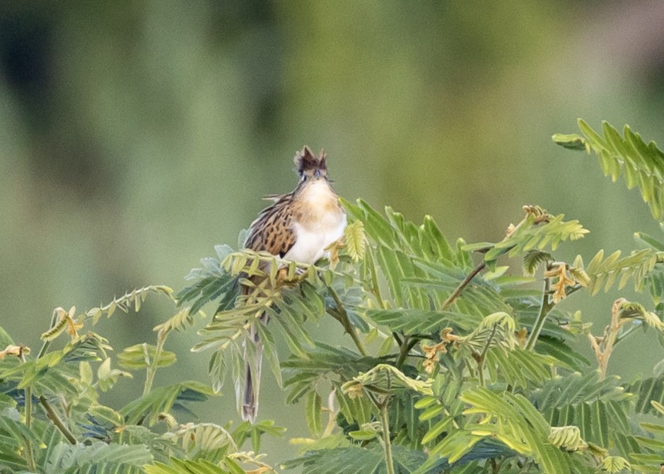 Striped Cuckoo - ML649412581