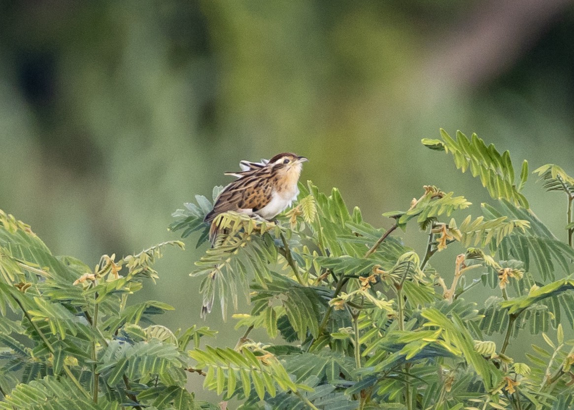 Striped Cuckoo - ML649412582