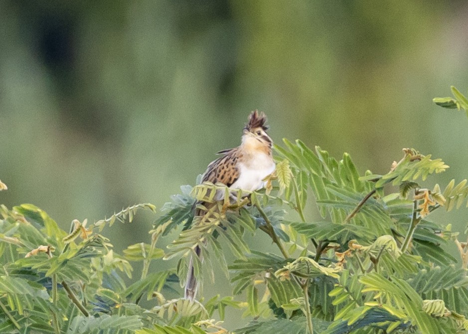 Striped Cuckoo - ML649412583