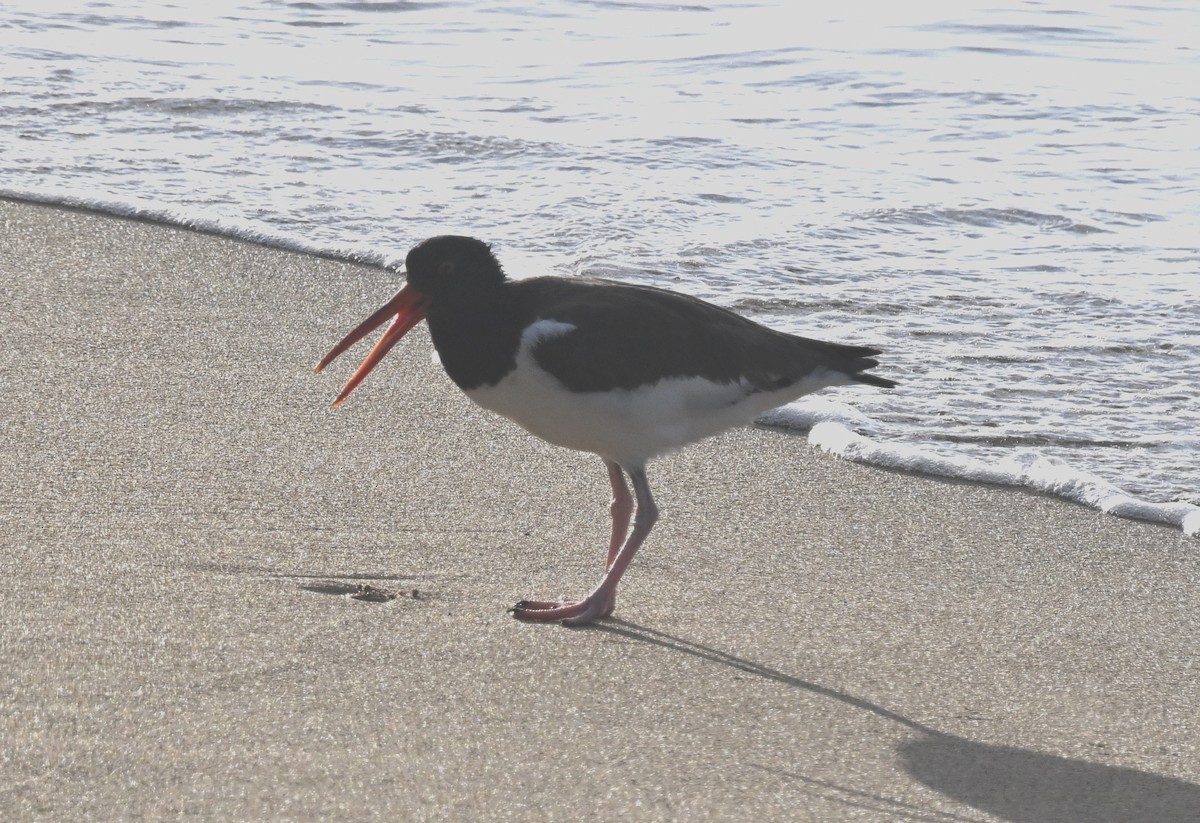 Itsas mika amerikarra - ML649412584