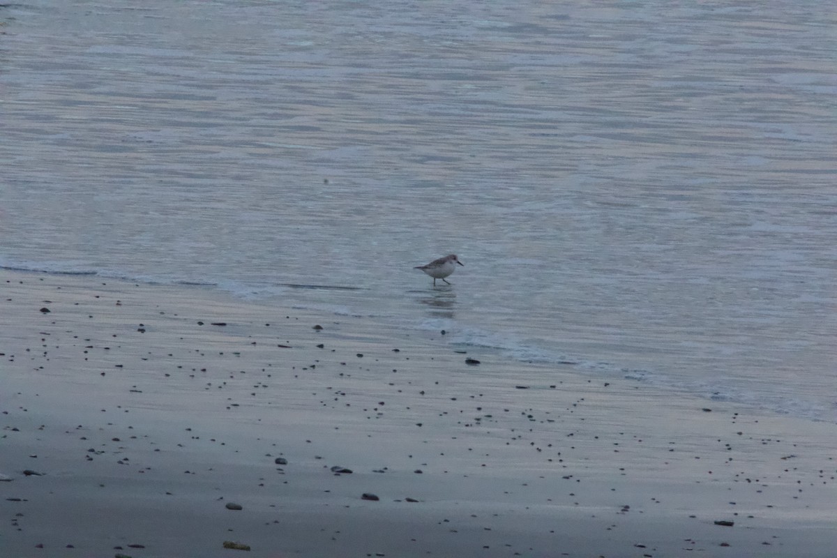 Txirri zuria - ML649412585