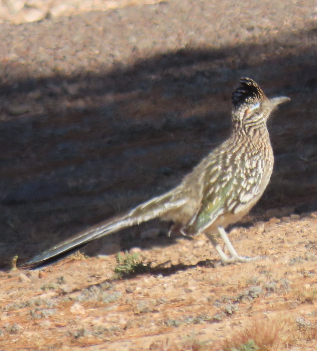 Greater Roadrunner - ML649412586
