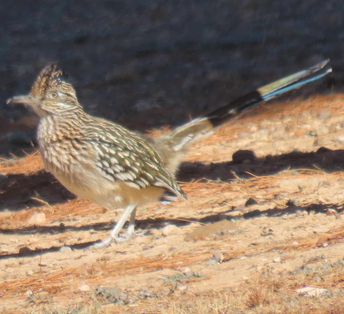 Greater Roadrunner - ML649412587