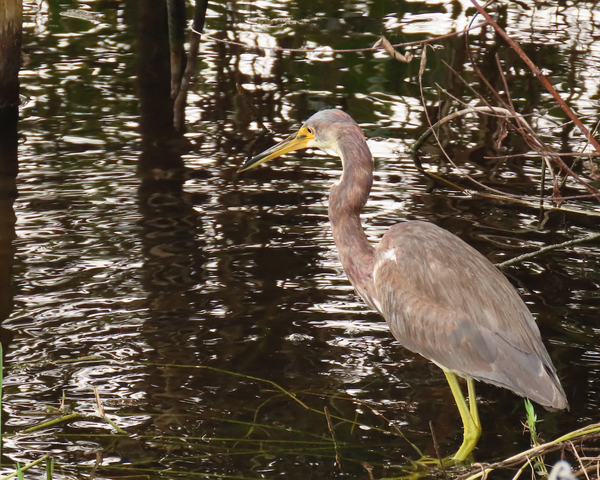 Tricolored Heron - Laurie Witkin