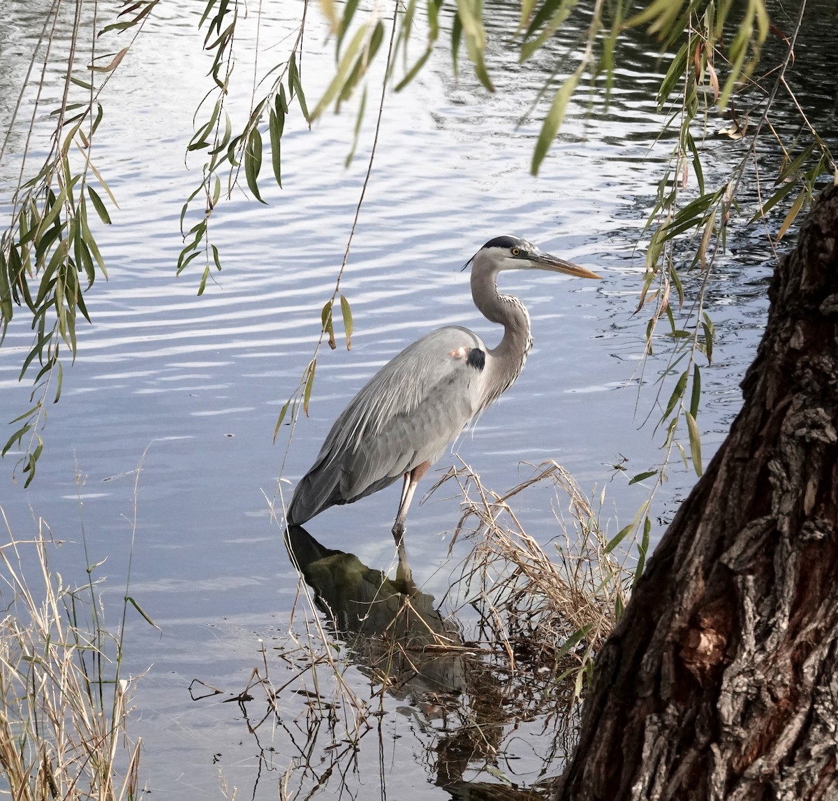 Koartza hauskara amerikarra - ML649412589