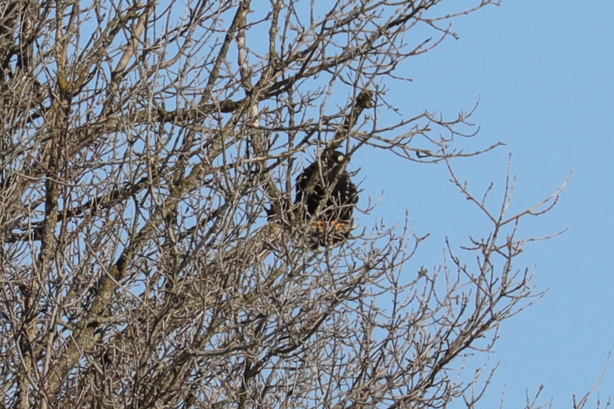 Zapelatz galtzaduna - ML649412590