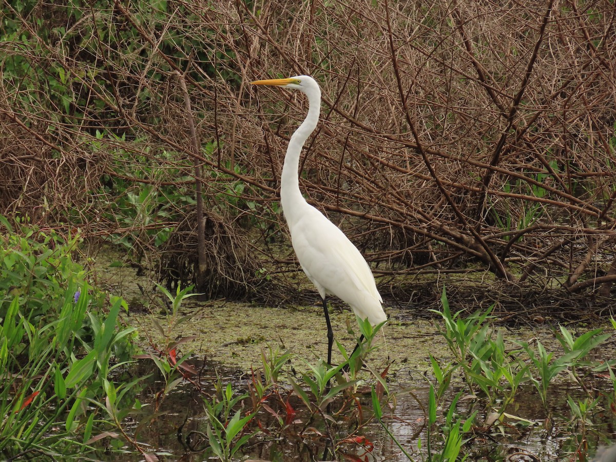 Koartza zuria - ML649412594