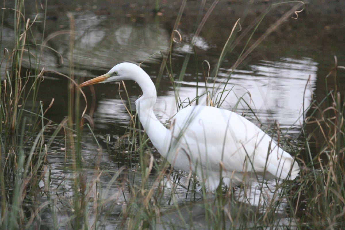 Medium Egret - ML649412595