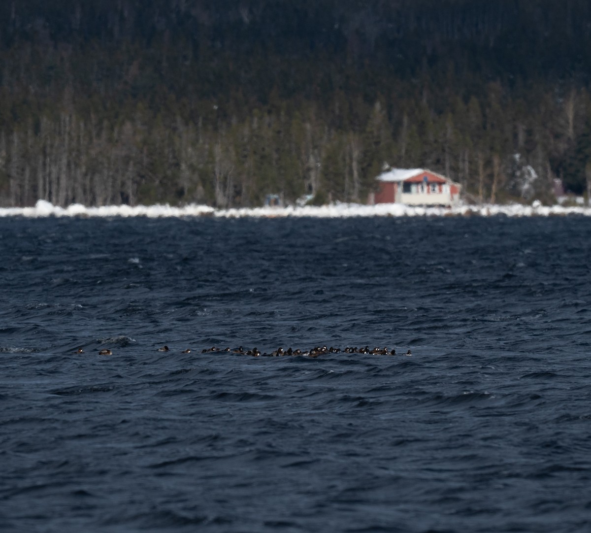 Murgilari handia - ML649412596