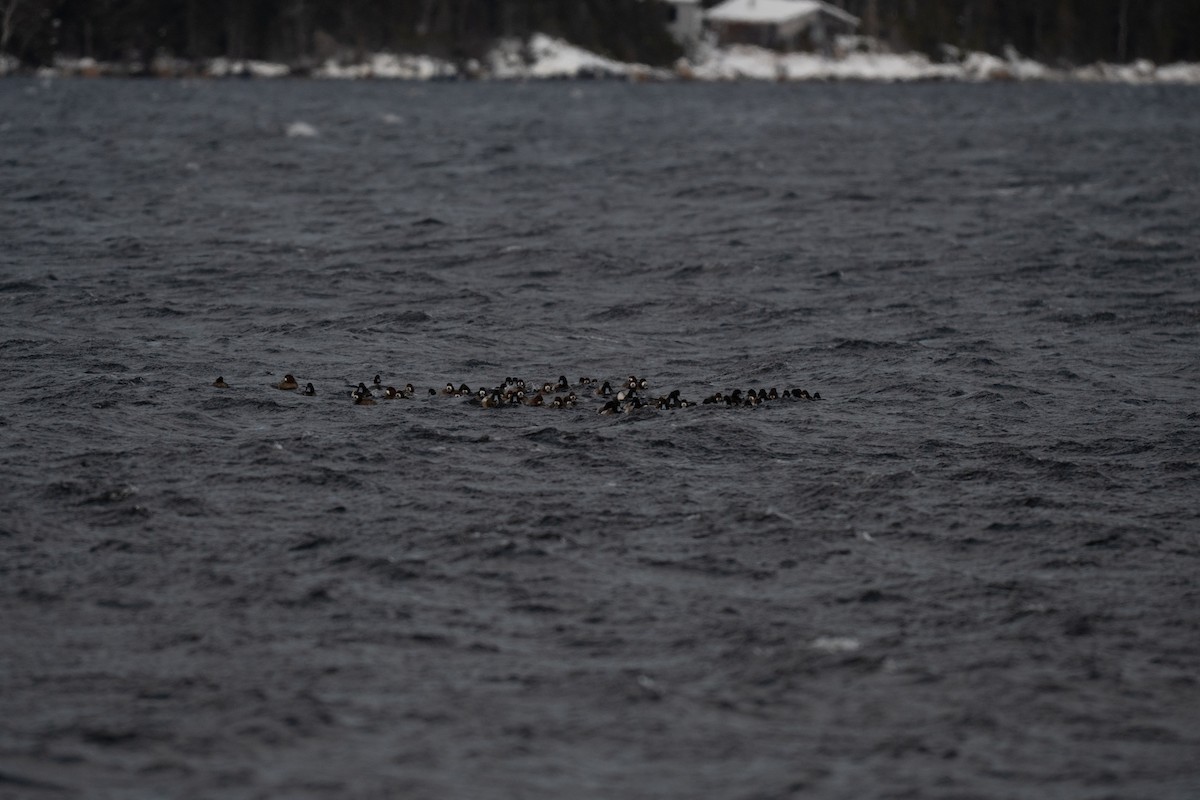 Murgilari handia - ML649412597