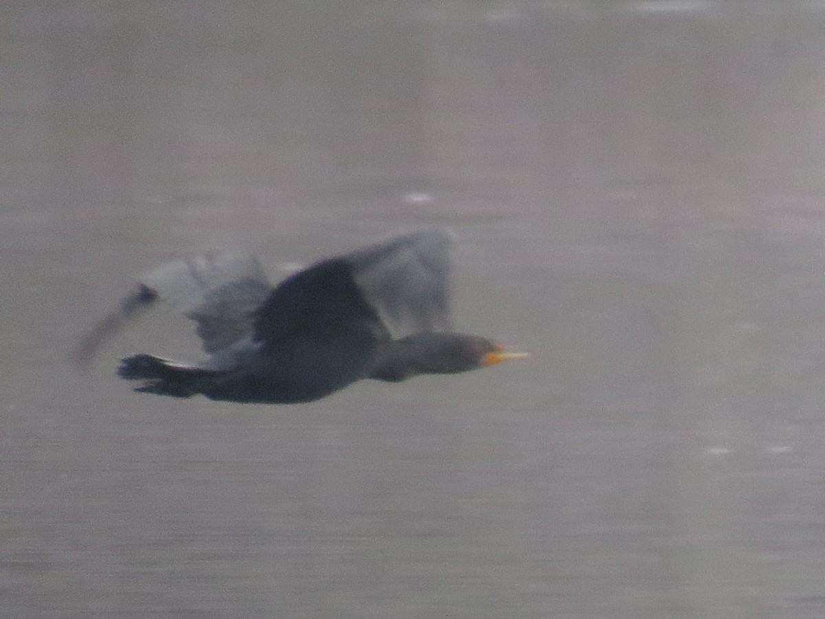 Ubarroi belarriduna - ML649412601