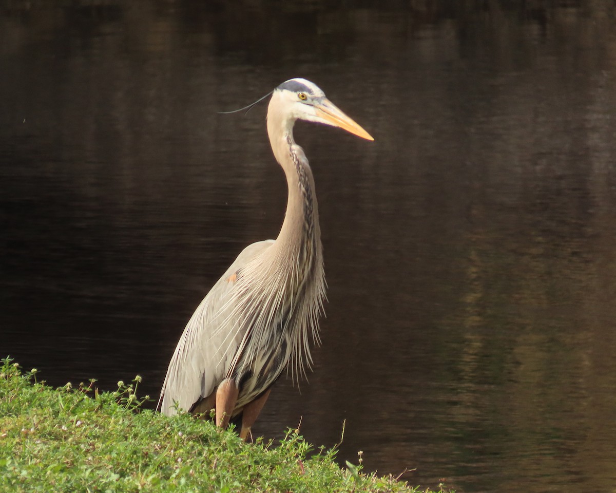 Koartza hauskara amerikarra - ML649412602