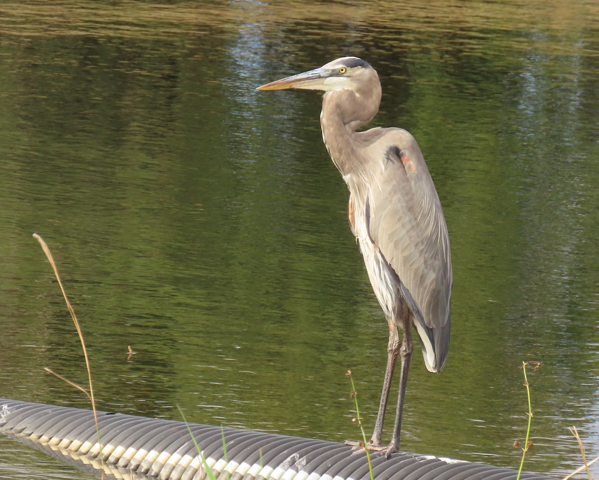 Koartza hauskara amerikarra - ML649412604