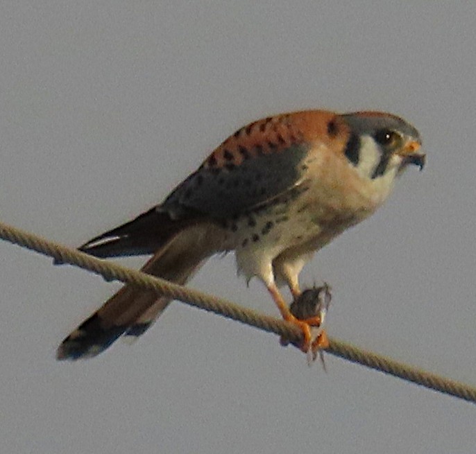 Belatz amerikarra - ML649412607