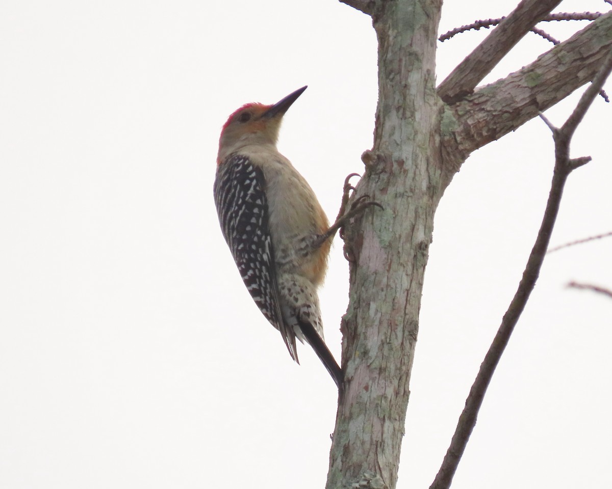 Гіла каролінська - ML649412636