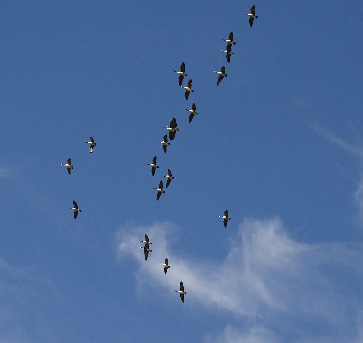 カナダガン - ML649412981