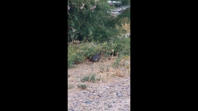 שליו קליפורני - ML649413047