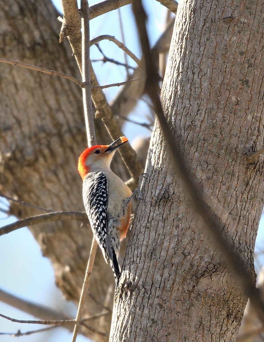 Гіла каролінська - ML649413064