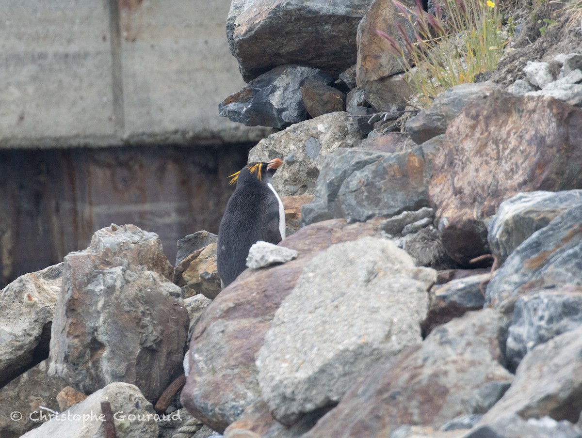 Macaroni Penguin - ML649413067