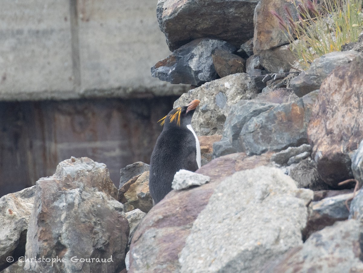 Macaroni Penguin - ML649413068