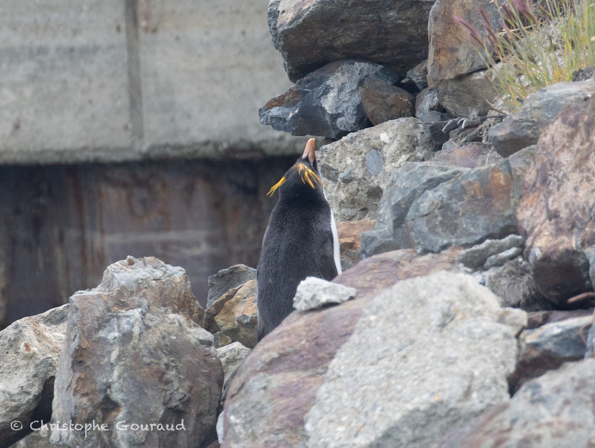 Macaroni Penguin - ML649413069