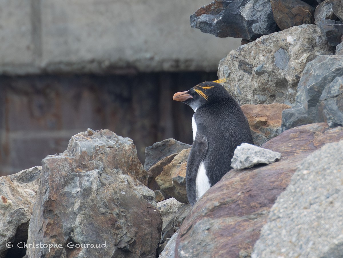 Macaroni Penguin - ML649413070