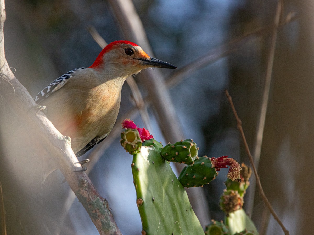 Гіла каролінська - ML649413220